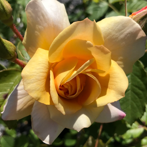 Ciemnoróżowy - angielska róża